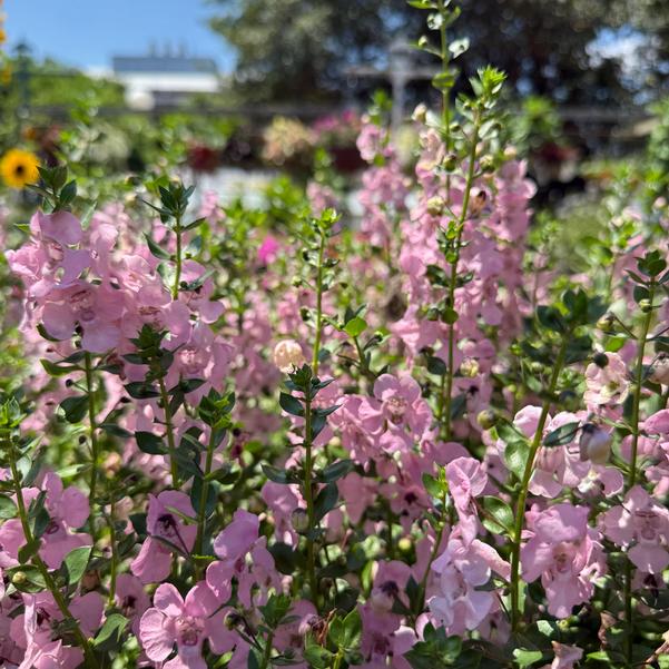 Angelonia Archangel™ 'Light Pink' Image