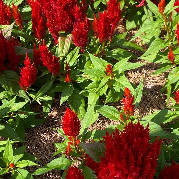 Celosia plumosa Bright Sparks™ 'Scarlet Imp.' Image