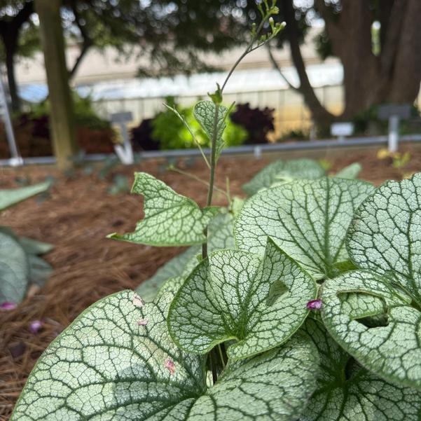 Brunnera Frost 'King' Image