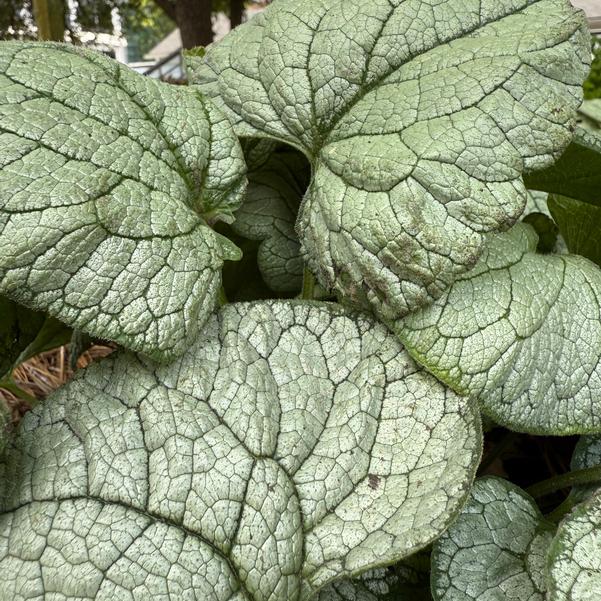 Brunnera macrophylla Permafrost Image