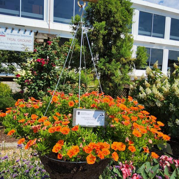 Calibrachoa Cabaret® 'Bright Orange' Image