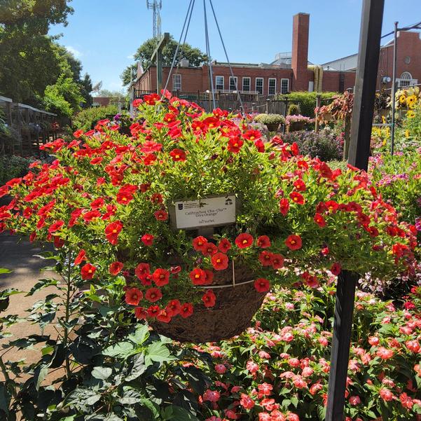 Calibrachoa Cha-Cha™ 'Diva Orange' Image