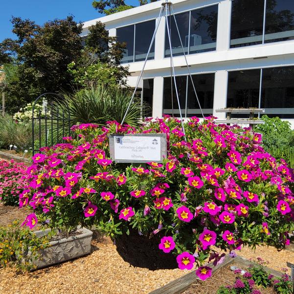 Calibrachoa Cabaret® 'Hot Pink 26' Image