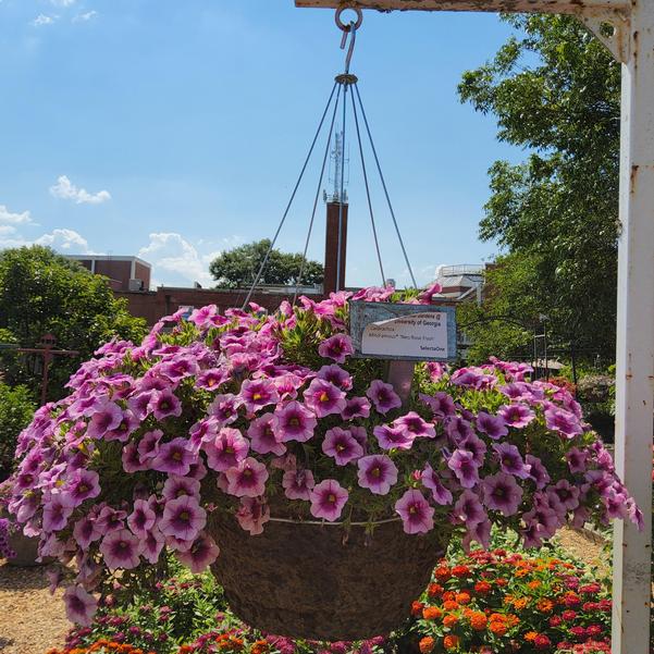 Calibrachoa MiniFamous® 'Neo Rose Flash' Image