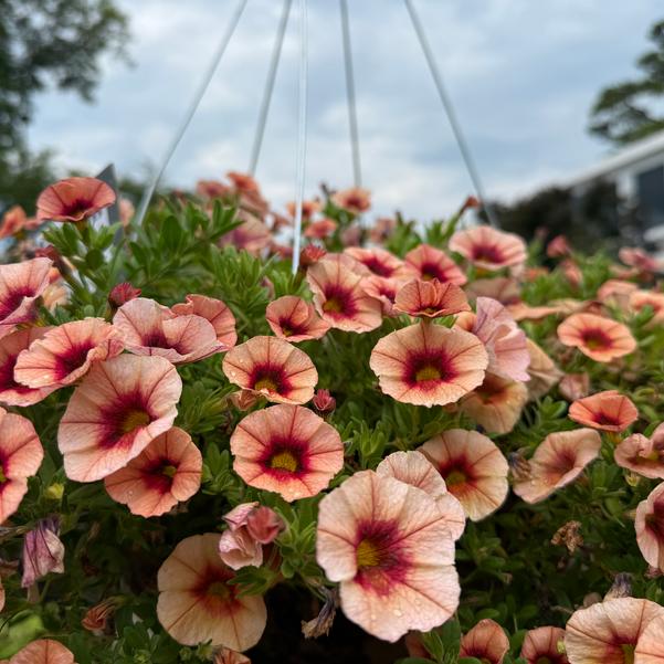Calibrachoa Bloomtastic 'Peach Grenadine 2025' Image