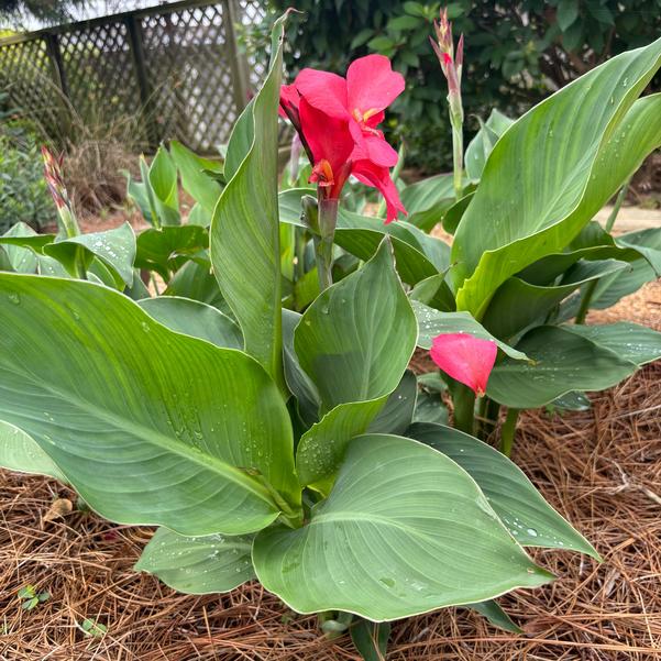 Canna F1 Cannova 'Rose' Image