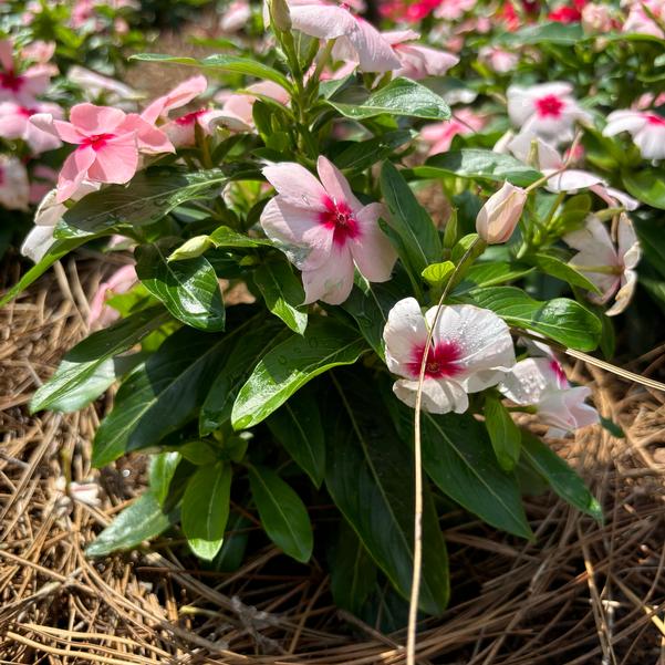Catharanthus roseus Cora® XDR 'Apricot' Image