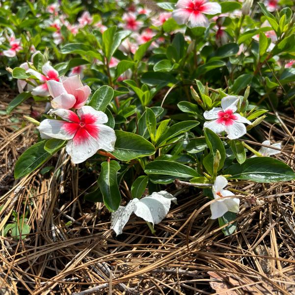 Catharanthus roseus Nirvana® XDR 'Apricot Splash' Image