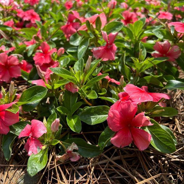 Catharanthus roseus Nirvana® XDR 'Coral' Image