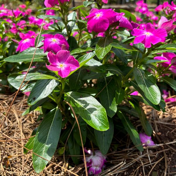 Catharanthus roseus Cora® XDR 'Orchid' Image