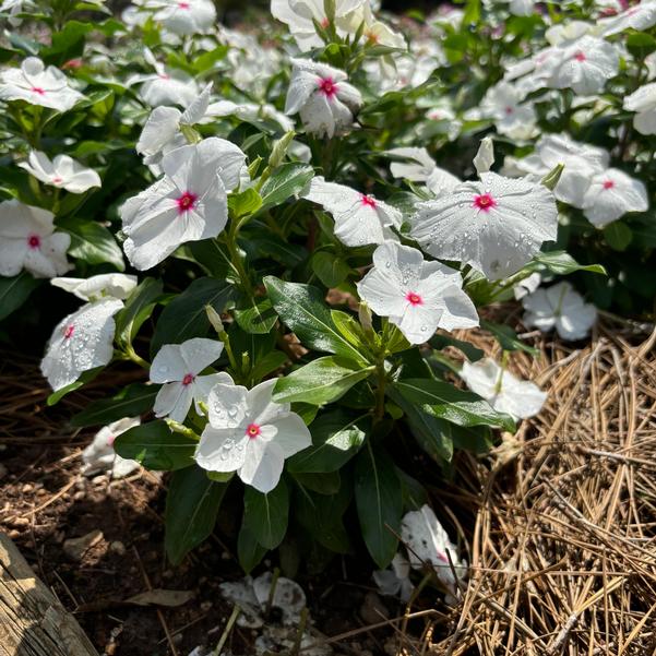 Catharanthus roseus Cora® XDR 'Polka Dot' Image