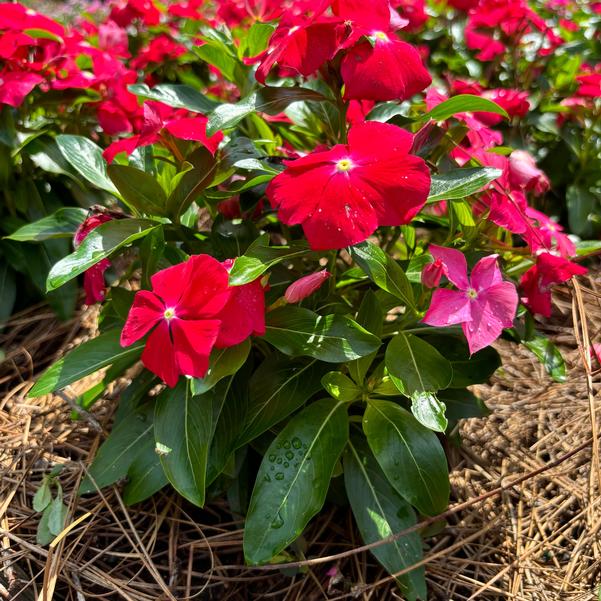 Catharanthus roseus Cora® XDR 'Red Glow' Image