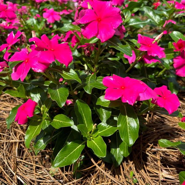 Catharanthus roseus Cora® XDR 'Rose Punch' Image