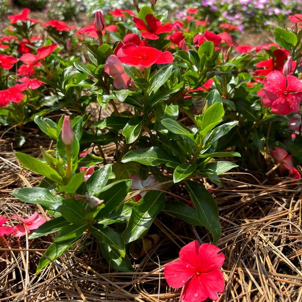 Catharanthus roseus Nirvana® XDR 'Watermelon' Image