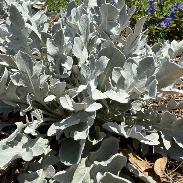 Centaurea ragusina Silver 'Swirl' Image