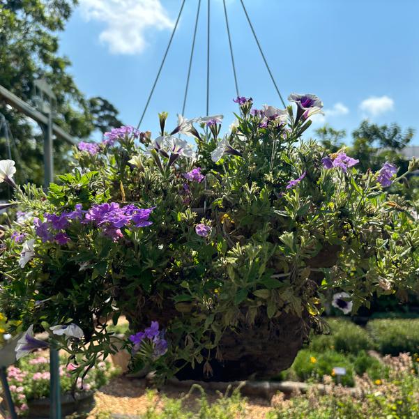 Confetti Garden® Trio Mix 'Blueberry Parfait' Image