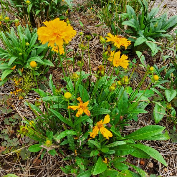 Coreopsis - 'Compact MoonSwirl' Image