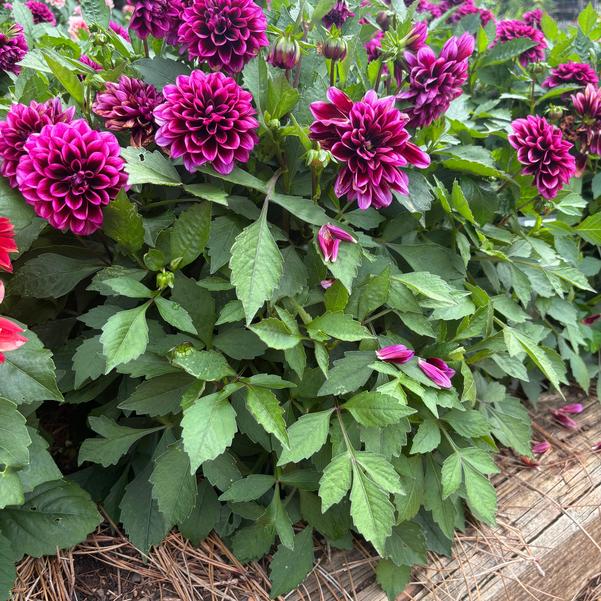 Dahlia Dalaya® 'Cranberry' Image