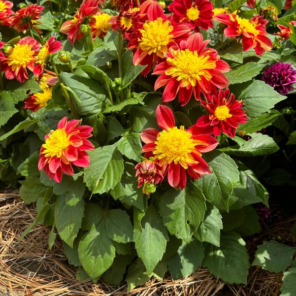 Dahlia Venti™ 'FireBurst' Image