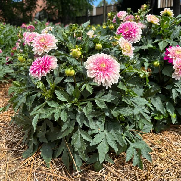 Dahlia Dalaya® 'Pink Lace' Image