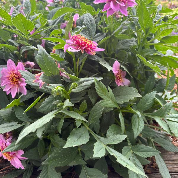 Dahlia Venti™ 'PinkBurst' Image