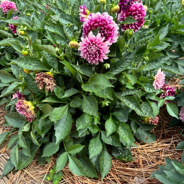 Dahlia Dalaya® 'Purple Lace' Image