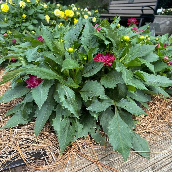 Dahlia Megaboom 'Raspberry Ice' Image