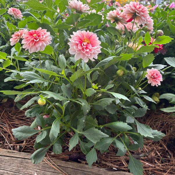 Dahlia Dalaya® 'Red Lace' Image