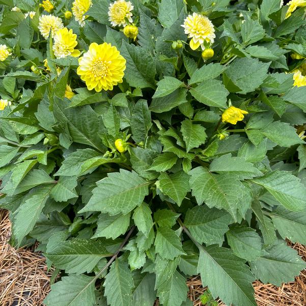 Dahlia Dalaya® 'Yellow Lace' Image