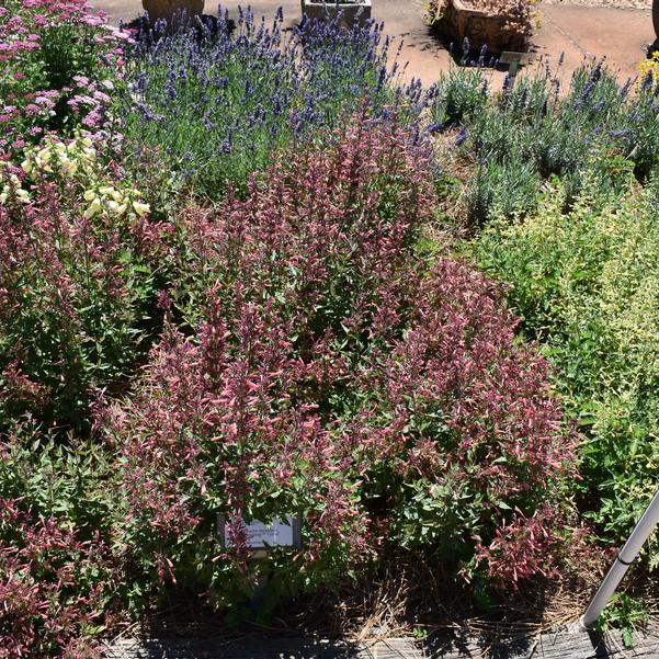 Agastache mexicana Summerlong™ 'Coral' Image