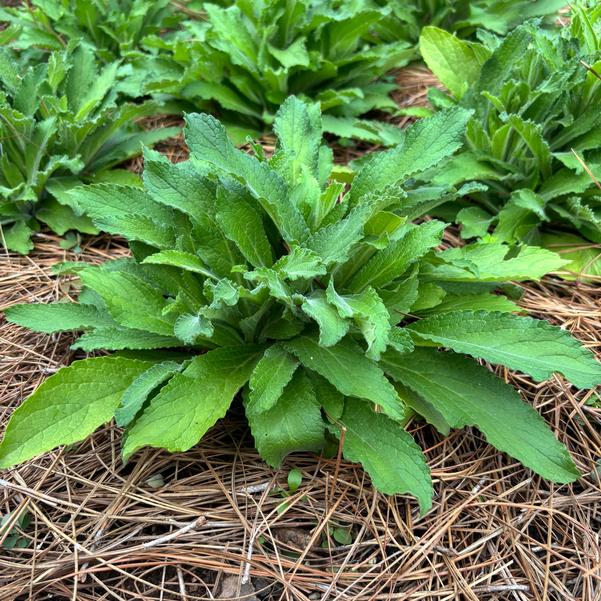 Digitalis HanaBee 'Pink' Image
