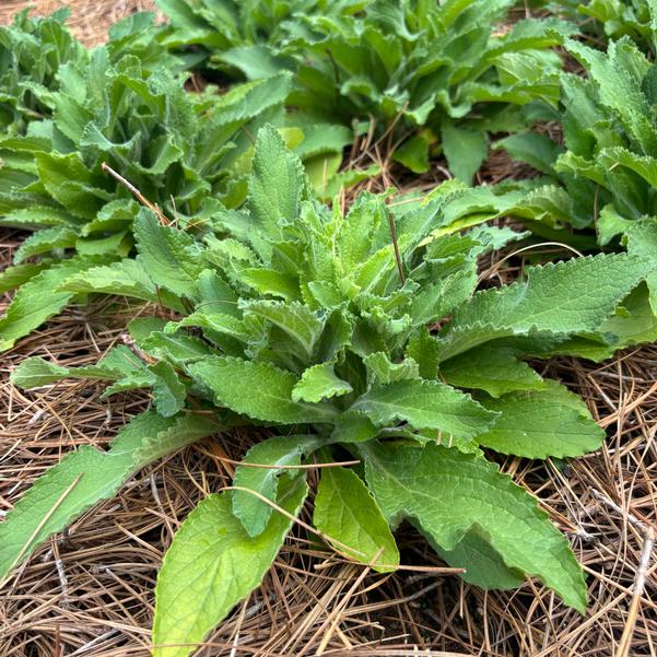 Digitalis HanaBee 'White' Image
