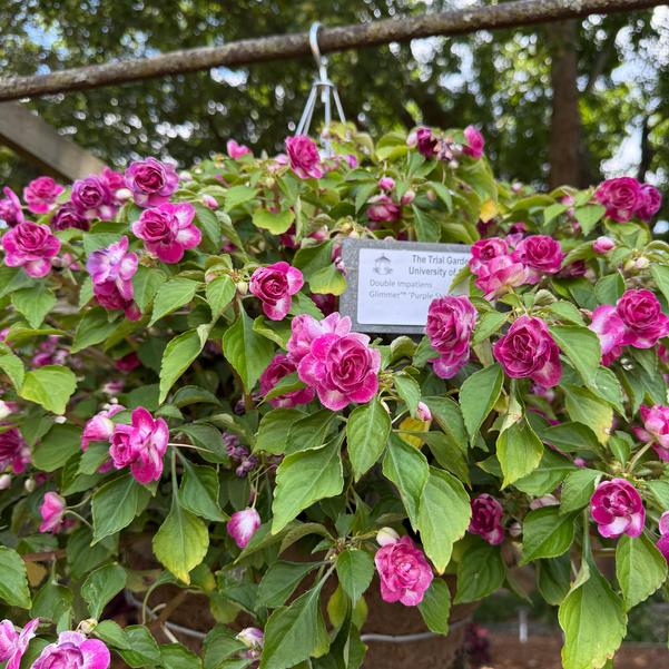 Double Impatiens Glimmer™ 'Purple Stardust' Image