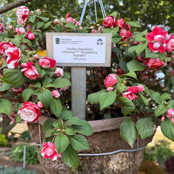 Double Impatiens Glimmer™ 'Strawberry Sparkler' Image