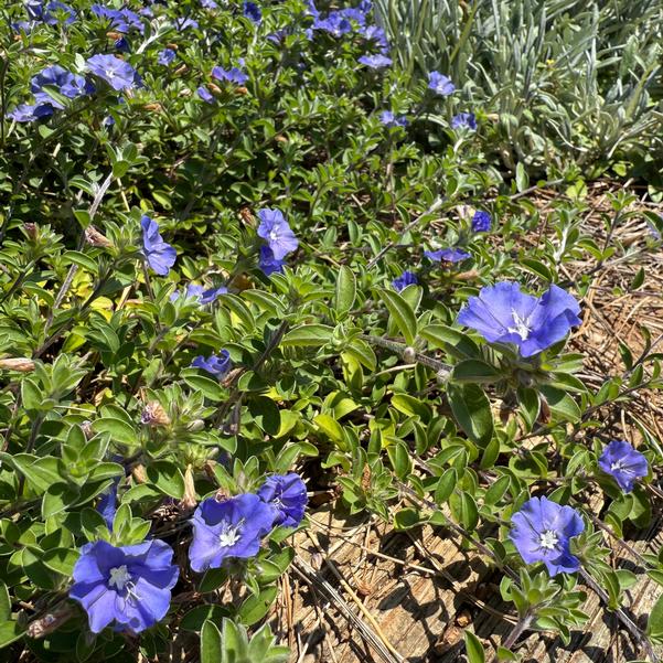 Evolvulus 'Hawaiian Blue Eyes' Image