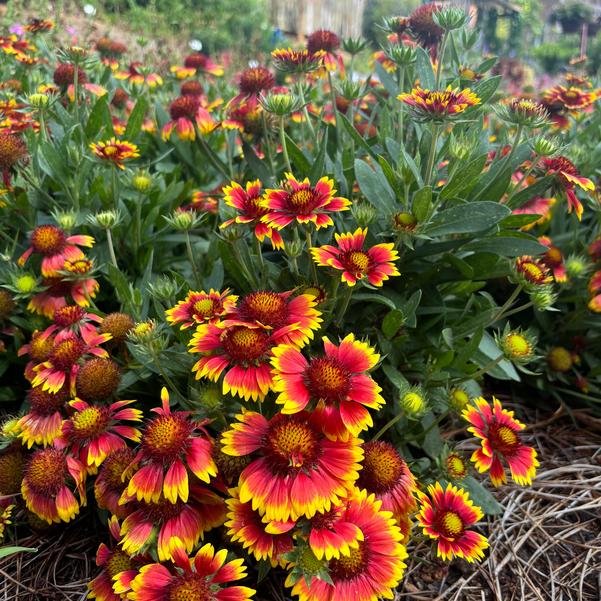 Gaillardia Guapa 'Flamenco Bicolor' Image