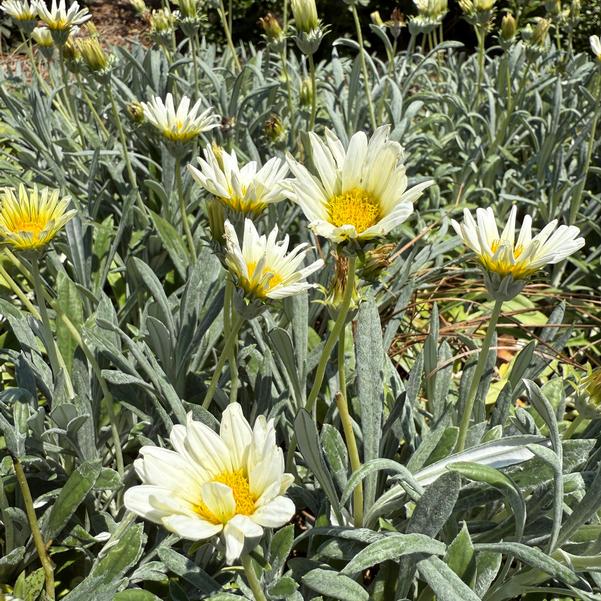 Gazania tomentosa 'Luna' Image