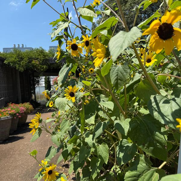 Helianthus annuus Sunfinity™ 'Yellow Dark Center' Image