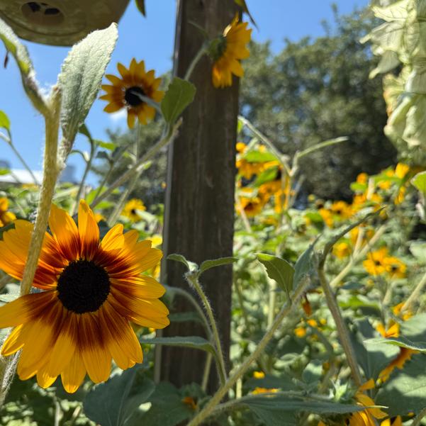 Helianthus annuus Sunfinity® 'Yellow-Red Bicolor' Image