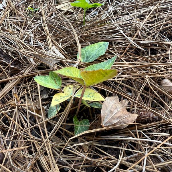 Helleborus hybrida 'Table Mountain' Image