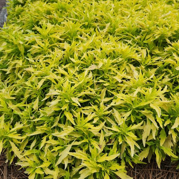 Coleus ColorBlaze® 'Mini Me™ Chartreuse' Image