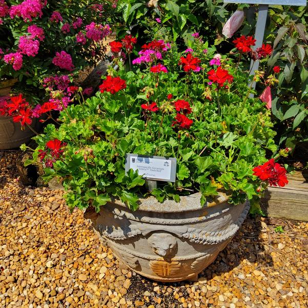 Interspecific Geranium Solera™ 'Dark Red' Image