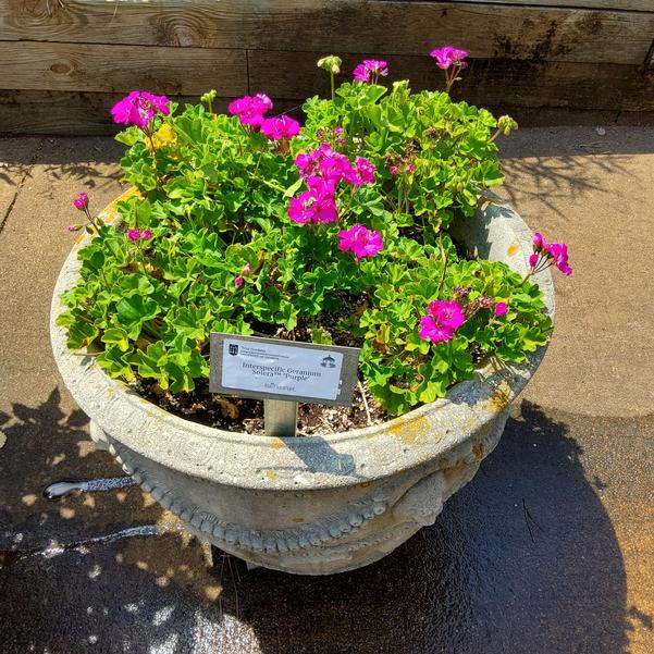 Interspecific Geranium Solera™ 'Purple' Image