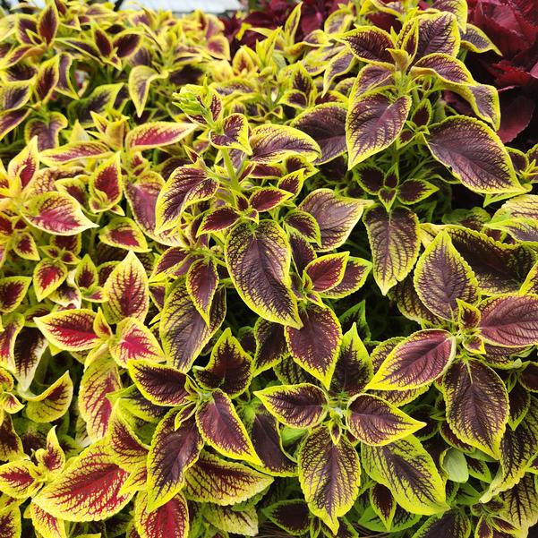 Coleus Premium Sun 'Crimson Gold' Image