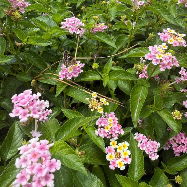 Lantana Shamrock™ 'Lavender' Image