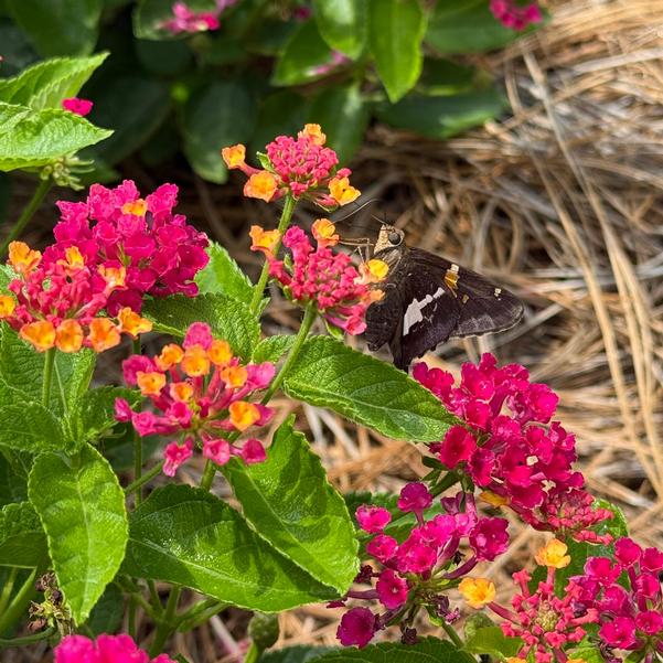 Lantana Diva 'Pink' Image