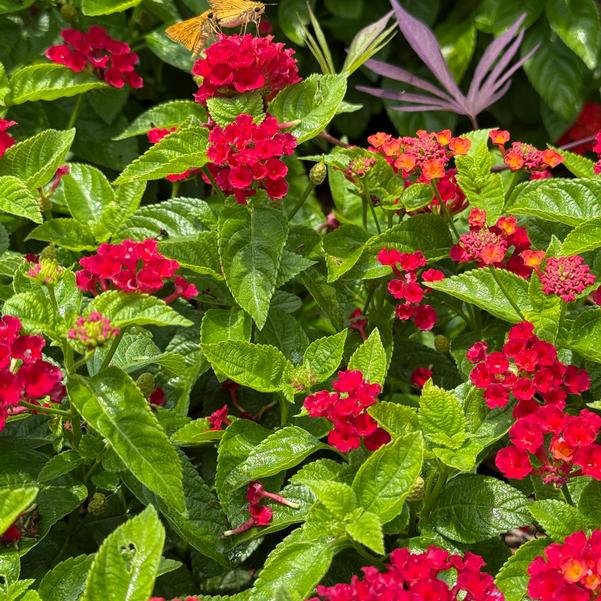 Lantana Gem 'Red Topaz' Image
