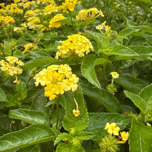 Lantana Shamrock™ 'Yellow' Image