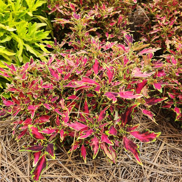 Coleus ColorBlaze® 'Mini Me™ Watermelon' Image