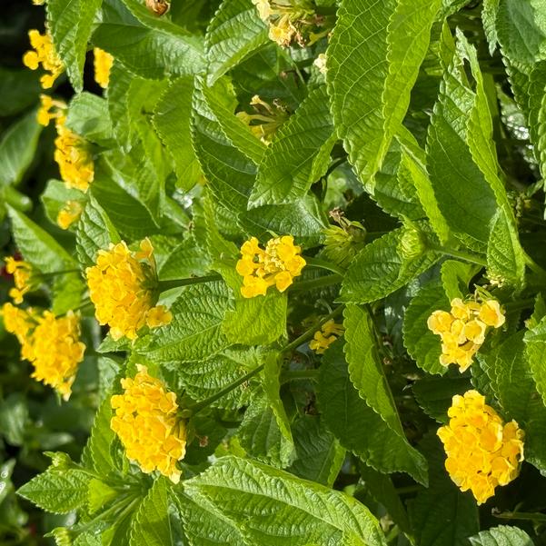 Lantana camara Bandolista™ 'Pineapple' Image